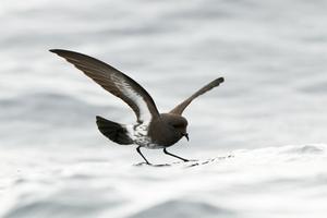 NZ Storm Petrel 